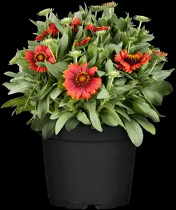 Gaillardia arist. 'Guapa Flamenco Bicolour' - 2 Ltr pot - image 3