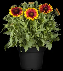 Gaillardia arist. 'Guapa Flamenco Bicolour' - 2 Ltr pot - image 1