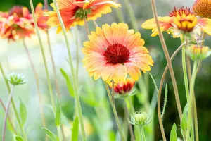 Gaillardia 'Bremen'