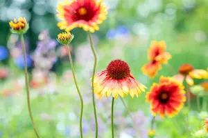 Gaillardia 'Bremen' - P9 - image 2