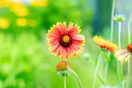 Gaillardia 'Bremen' - P9 - image 3