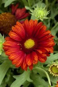 Gaillardia 'Burgunder'