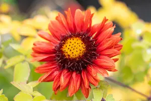 Gaillardia 'Burgunder' - P9 - image 2