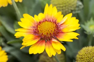Gaillardia 'Gusto Sweet Chili'