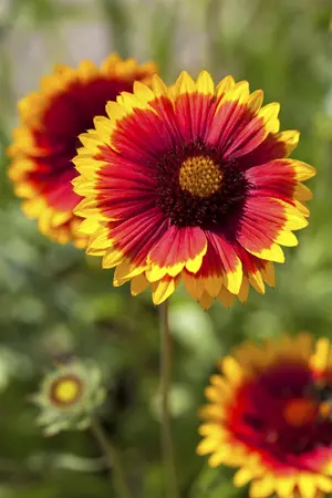 Gaillardia 'Kobold' - P9