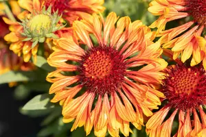 Gaillardia 'Spintop Copper Sun' - P11 - image 1