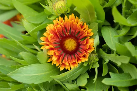 Gaillardia 'Spintop Copper Sun' - P11 - image 2