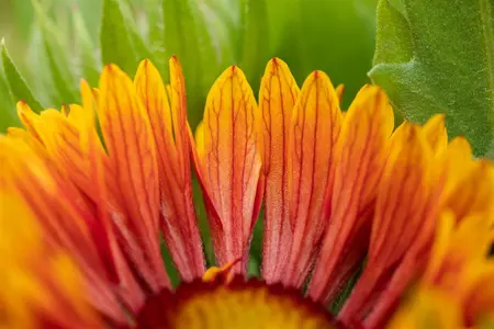Gaillardia 'Spintop Copper Sun' - P11 - image 3