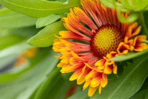 Gaillardia 'Spintop Copper Sun' - P11 - image 4