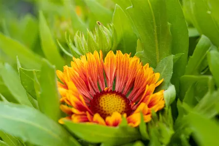 Gaillardia 'Spintop Copper Sun' - P11 - image 5
