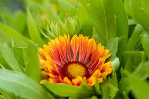 Gaillardia 'Spintop Copper Sun' - P11 - image 5