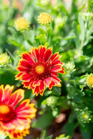 Gaillardia 'Spintop Orange Halo' - P11 - image 4