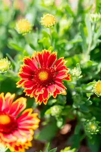 Gaillardia 'Spintop Orange Halo' - P11 - image 4