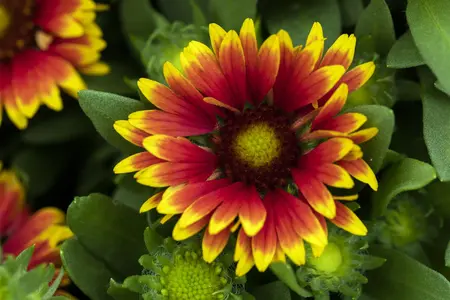 Gaillardia 'Spintop Orange Halo' - P11 - image 1