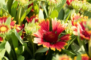 Gaillardia 'Spintop Orange Halo' - P11 - image 2