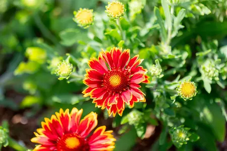 Gaillardia 'Spintop Orange Halo' - P11 - image 3