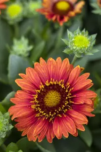 Gaillardia 'Spintop Red' - P11 - image 3