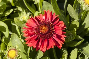 Gaillardia 'Spintop Red' - P11 - image 1