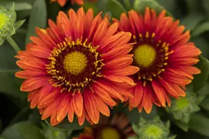 Gaillardia 'Spintop Red' - P11 - image 2
