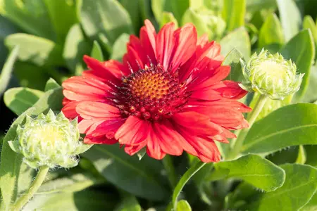 Gaillardia 'Spintop Red' - P11 - image 4