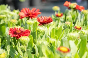 Gaillardia 'Spintop Red' - P11 - image 5
