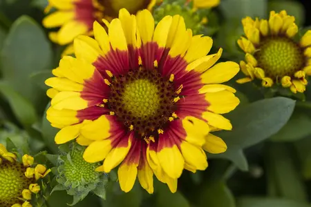 Gaillardia 'Spintop Red Starburst' - P11 - image 2