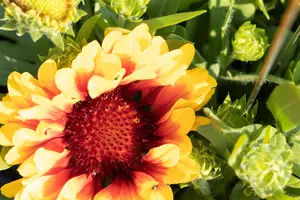 Gaillardia 'Spintop Red Starburst' - P11 - image 3