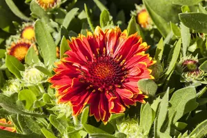 Gaillardia 'Spintop Yellow Touch'