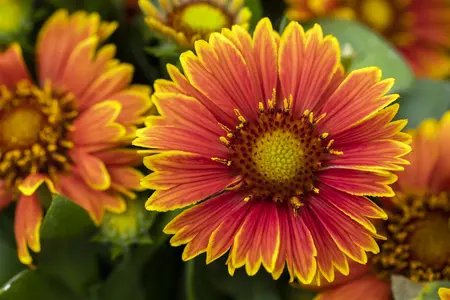 Gaillardia 'Spintop Yellow Touch' - 2 Ltr pot - image 2