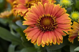 Gaillardia 'Spintop Yellow Touch' - 2 Ltr pot - image 3