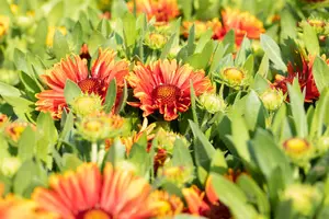 Gaillardia 'Spintop Yellow Touch' - 2 Ltr pot - image 4
