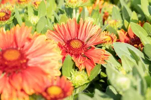 Gaillardia 'Spintop Yellow Touch' - 2 Ltr pot - image 5
