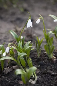 Galanthus 'Magnet'