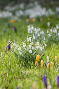 Galanthus 'Magnet' - flower bulb 6/8 - image 2