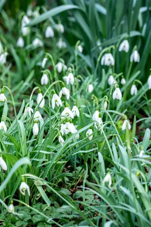 Galanthus 'Magnet' - flower bulb 6/8 - image 4