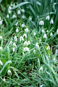 Galanthus 'Magnet' - flower bulb 6/8 - image 4