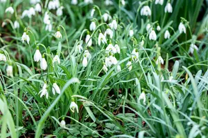 Galanthus 'Magnet' - flower bulb 6/8 - image 3