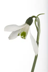 Galanthus nivalis