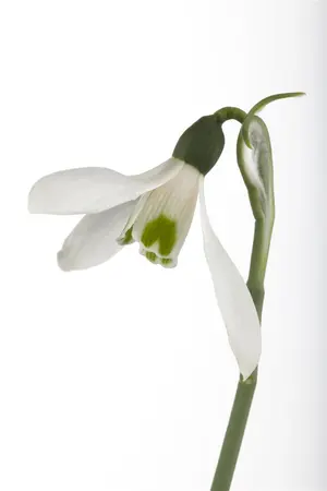 Galanthus nivalis - flower bulb 4/6 - image 1