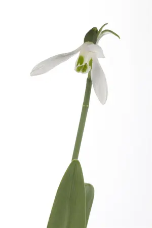 Galanthus nivalis - flower bulb 4/6 - image 2