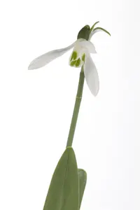 Galanthus nivalis - flower bulb 4/6 - image 2