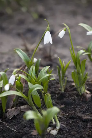 Galanthus nivalis - flower bulb 4/6 - image 3