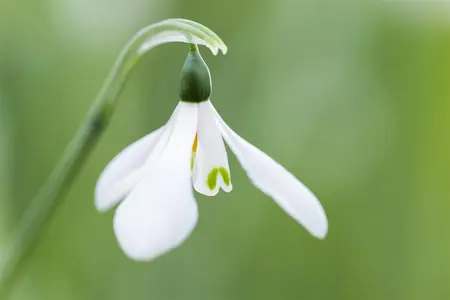 Galanthus nivalis - flower bulb 4/6 - image 5