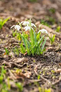Galanthus nivalis 'Flore Pleno' - flower bulb 4/6 - image 2