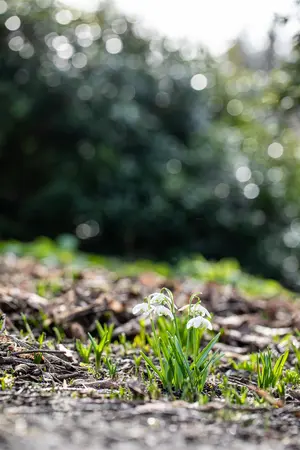 Galanthus nivalis 'Flore Pleno' - flower bulb 4/6 - image 4