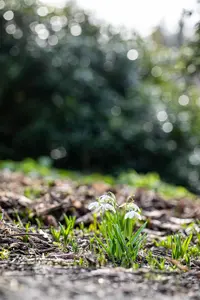 Galanthus nivalis 'Flore Pleno' - flower bulb 4/6 - image 4