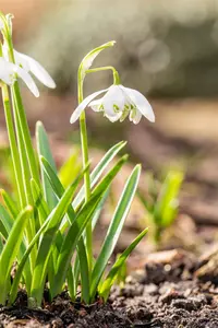 Galanthus nivalis 'Flore Pleno' - flower bulb 4/6 - image 3