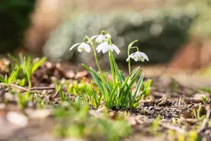 Galanthus nivalis 'Flore Pleno'
