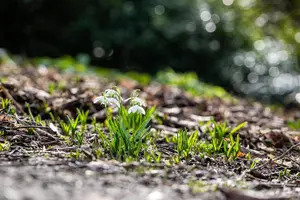 Galanthus nivalis 'Flore Pleno' - flower bulb 4/6 - image 5