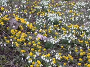 Galanthus 'S Arnott'
